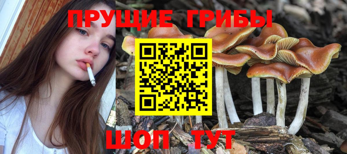 Псилоцибиновые грибы GOLDEN TEACHER Прохладный